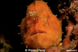 yellow frogfish by Marco Chang 